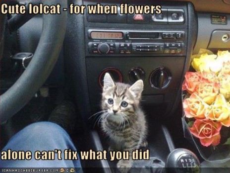 cute_lolcat.jpg