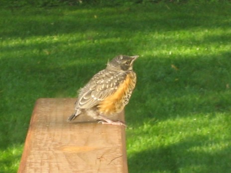 lolabird.JPG