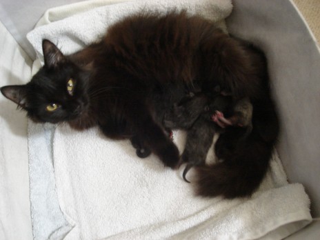 bella_babies_008.jpg