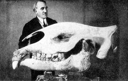 BaluchitheriumSkull2.GIF