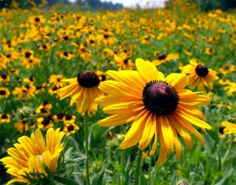 Cone_Flowers.preview.jpg