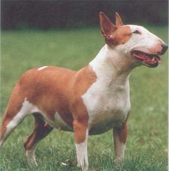 dog3.jpg