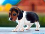 puppy.jpg