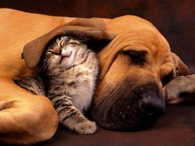 kitten_and__puppies_1_.jpg