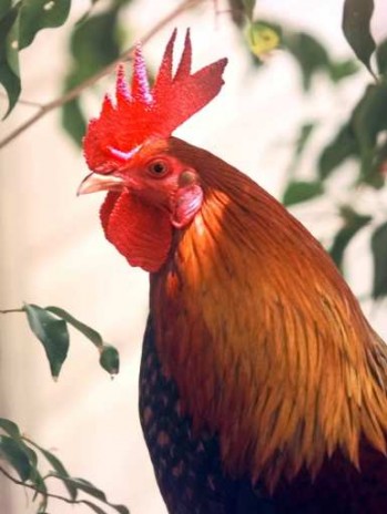 COCK.jpg