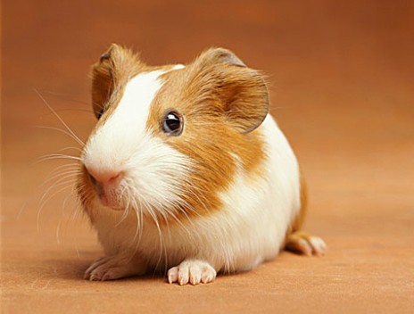 Guinea_Pig.jpg