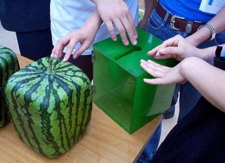 square_watermelon.jpg