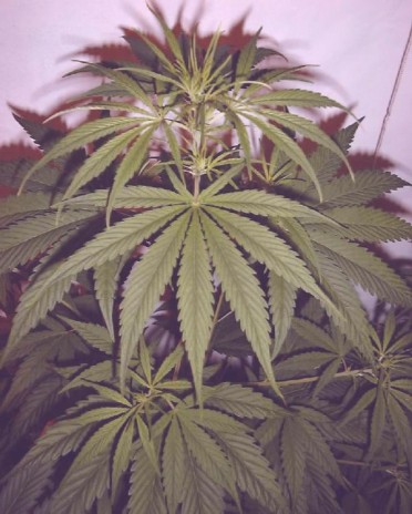 weed_plant_1_.jpg