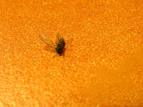 flydead_small.jpg