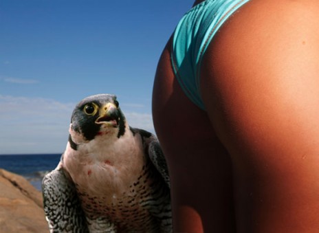 erotic_falconry.jpg