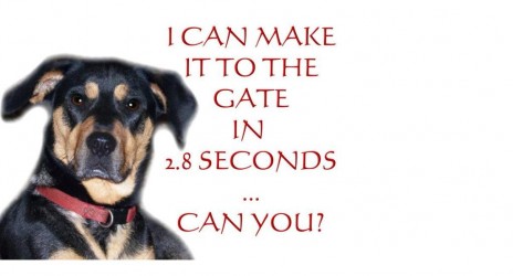 FunnyDog_1_.jpg