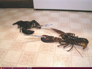 wtf_pics_lobster_knife_fig.jpg