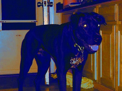 dogy.jpg