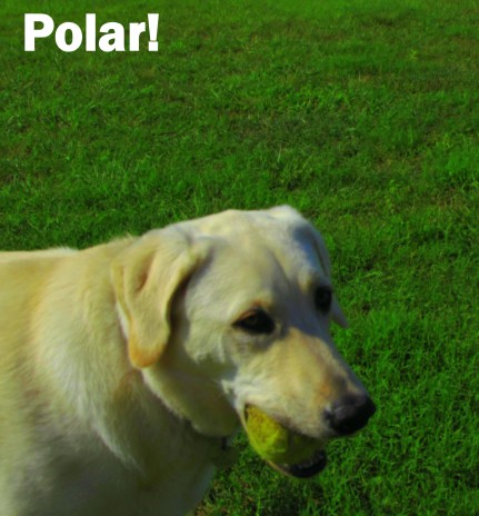Polar.jpg