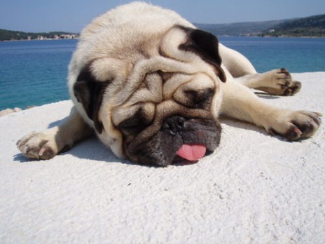 pug0507_1_.jpg