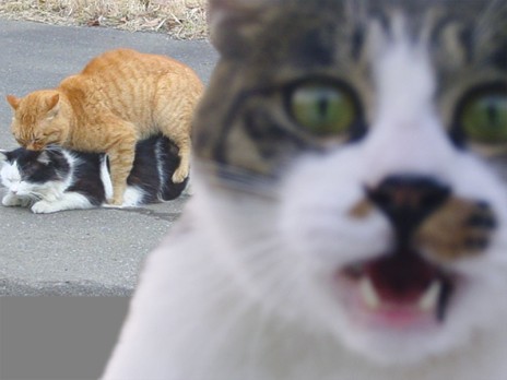 closeupcatfuck.jpg