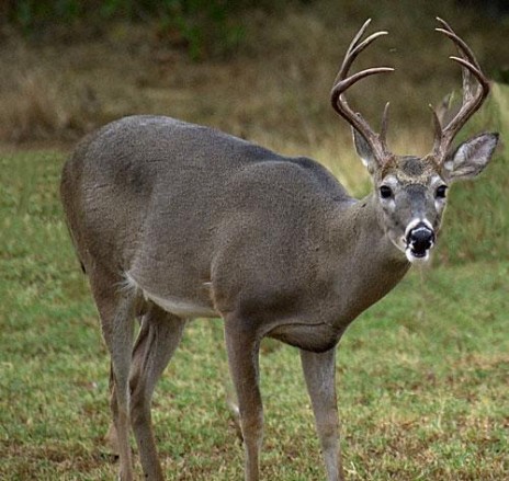 Deer.JPG