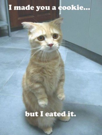 sad_cat.jpg
