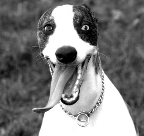 funny_dogs.jpg