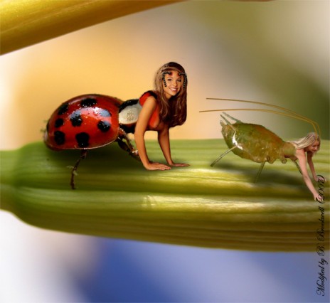 bug_fight_.jpg