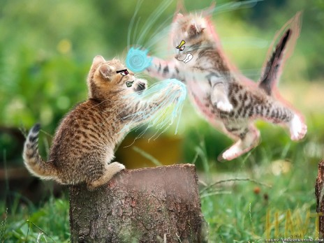 Narucats_Redux_copy.jpg