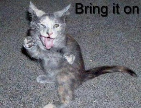 kitten.jpg