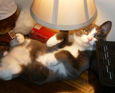 tummyup.jpg