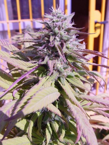 purple_haze_bud.jpg