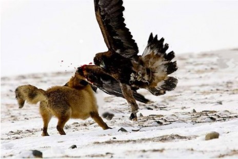 Falcon_PAUNCH.jpg