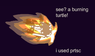 turtle.gif