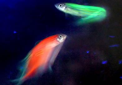 glowing_fish.jpg