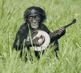 monkey.gif