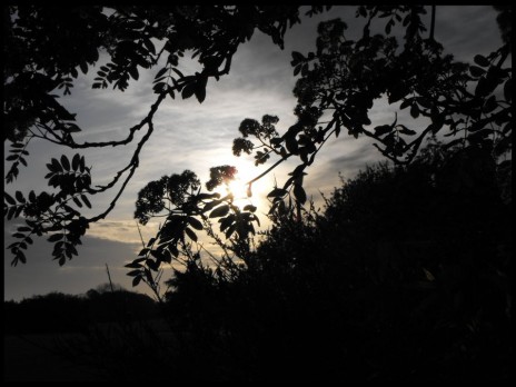 Nature__s_Silhouette_2_by_.jpg