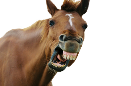 155618_horse_laugh_721137.jpg