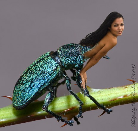 indian_pesky_bug.jpg