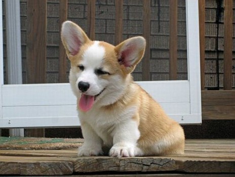 cute_dog_02.jpg