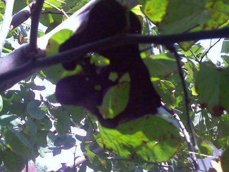 epic_leaf.jpg