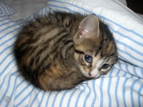 kitty.JPG