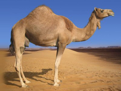 camel.jpg