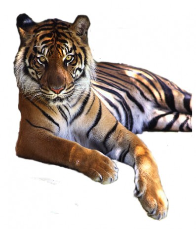 tiger.jpg