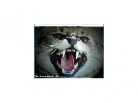 cat_screenshot.jpg
