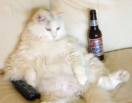 Fat_Cat.jpg