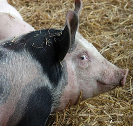 Swine_flu.jpg