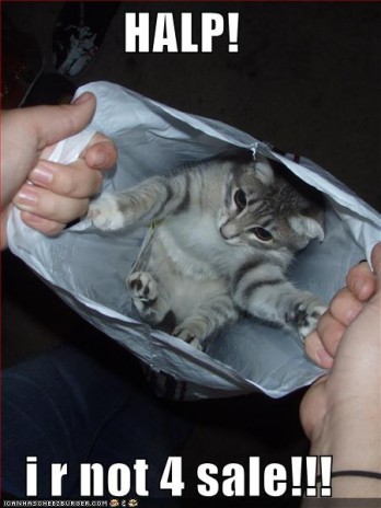 lolcats_funny_pictures_hal.jpg