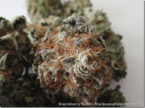 Blackberry_Kush.jpg
