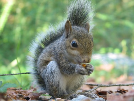best_squirrel_shot.JPG