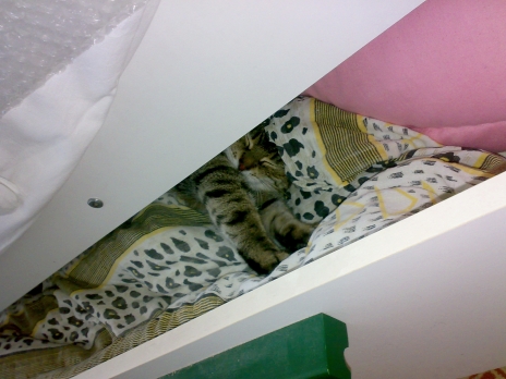 kitty_small.jpg