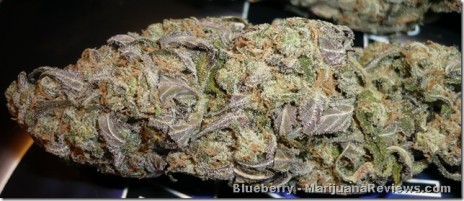 Blueberry.jpg