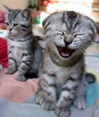catlaugh.jpg