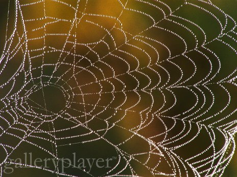 Web___GalleryPlayer.jpg